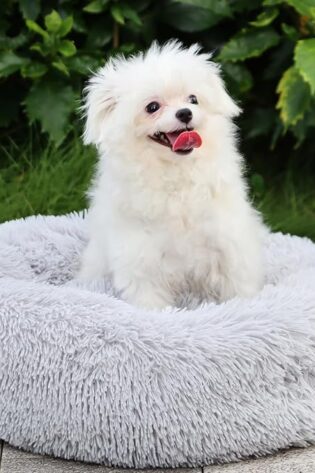 MDDK DY Cama Perros Grandes 70 cm, Cama Antiestrés